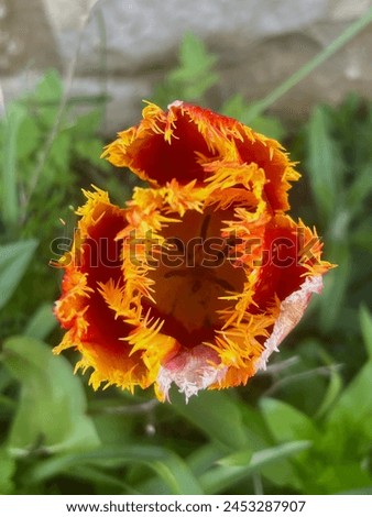 Picture of an orange tulip flower