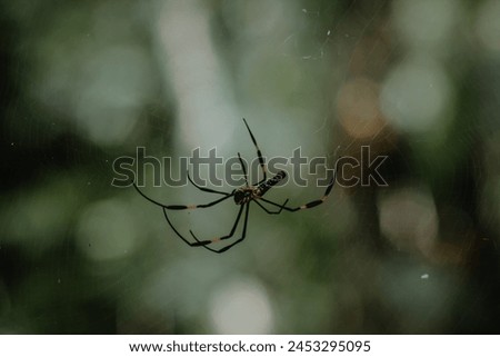 Spider on a spider web in the forest.  Spider on a web against green grass blurred background