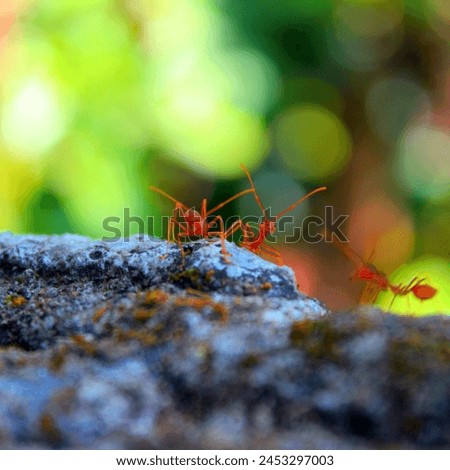 Kalironggo is the name of an ant nicknamed by the Asahan people of North Sumatra. This ant is an ant that lives in forests throughout Indonesia, especially in the Asahan area. Maybe in other areas the