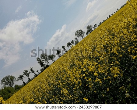 On the horizon of a flowering rapeseed field, there is a row of trees that divide the photo into two parts diagonally. A beautiful landscape on a rapeseed field in the spring during the flowering of p