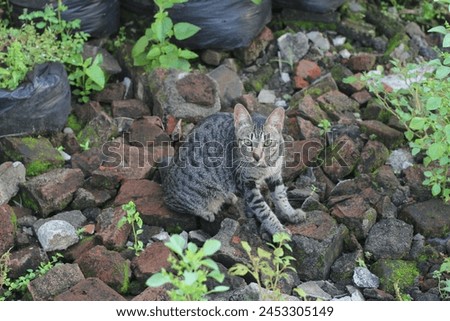 a Cat on a rocky background