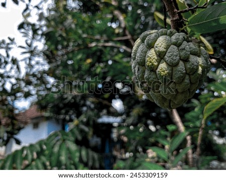 Srikaya is a tropical fruit that has a green skin with small and rough protrusions. The flesh is yellow and has a sweet aroma. This fruit is usually round or oval, with sizes varying.