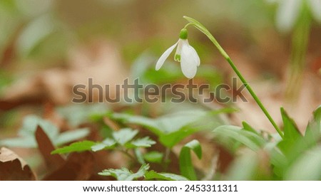 Delicate Snowdrops In Spring Forest. Snowdrop Or Common Snowdrop. Galanthus Nivalis Flowers. Royalty-Free Stock Photo #2453311311