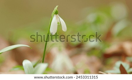 Galanthus Nivalis Flowers With Stems And Leaves. Common Snowdrop Blooming. Bright White Common Snowdrop In Bloom. Royalty-Free Stock Photo #2453311315