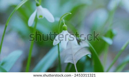 White Small Flower. Beautiful Common Snowdrop. Galanthus Nivalis. Fresh Common Snowdrops. Snowdrops In Bloom In Early Spring. Royalty-Free Stock Photo #2453311321