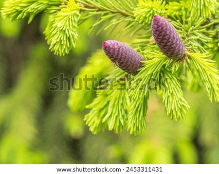 A young female cone of ordinary spruce, it is pink and its scales invitingly open in anticipation of pollen. Young cones of a Blue Spruce. Young fir cone on the fir tree branch in spring. Royalty-Free Stock Photo #2453311431