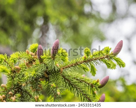 A young female cone of ordinary spruce, it is pink and its scales invitingly open in anticipation of pollen. Young cones of a Blue Spruce. Young fir cone on the fir tree branch in spring. Royalty-Free Stock Photo #2453311435
