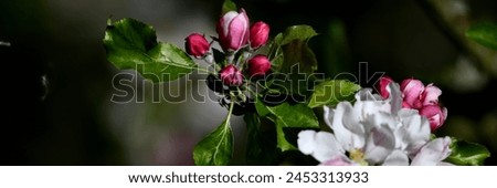 Bright pink apple blossoms from the nursery as a beautiful Pentecost banner with plenty of free space for text against a black background area for advertising