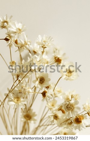Dry daisy flowers on beige  background selective focus close up. Floral card. Botanical Poster