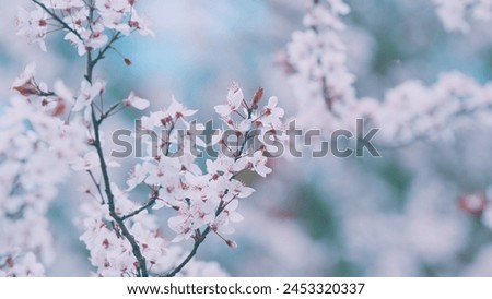 Blooming Snow-White Flowers Of A Plum Tree In Spring. Small Light Flowers And Burgundy Leaves In Spring. Royalty-Free Stock Photo #2453320337