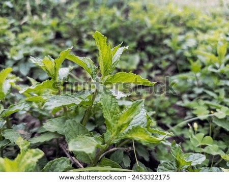 Peppermint Perfection herb, leaf.A crisp and vibrant image of a peppermint leaf, showcasing its delicate texture and refreshing green color.
- *Mood:* Calming, Invigorating, Uplifting
