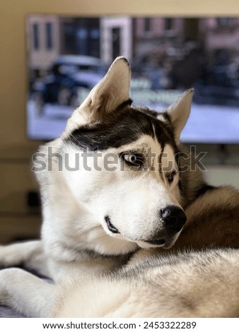 Husky dog watch aside in a room