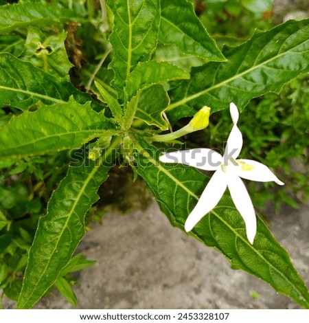 Five star( Jangar Flower) This plant belongs to the Campanulaceae family  the content of alkaloid and flavonoid compounds is able to treat various diseases, such as toothache, burns, sore throat etc Royalty-Free Stock Photo #2453328107
