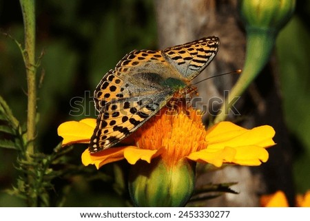 Himalayan Queen Fritillary (Issoria issoria) is a butterfly species known for its graceful flight and intricate wing patterns. With a wingspan ranging from 50 to 60 millimeters, it is of moderate size Royalty-Free Stock Photo #2453330277