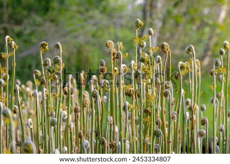 Selective focus young curl, roll or fold of Royal fern growing on swamp or pond in its habitat, Osmunda regalis is a species of deciduous fern in the family of Osmundaceae, Nature greenery background.