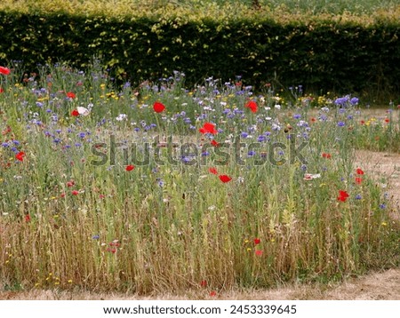 Closeup of red poppies and blue cornflowers in the wildflower meadow.