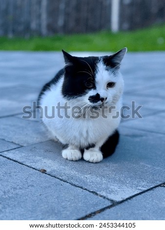 A black cat sits and looks into the distance. A black and white cat is resting on the path in the yard. Pet feline, close-up.