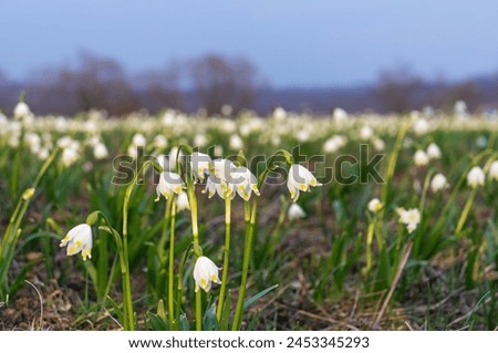 Field with blooming spring snowflake flowers leucojum vernum. White flowers blooming in a spring nature