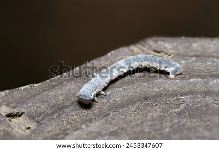 Nitobeedashaku (Wilemania nitobei) moth larva on a fake wooden fence (Wildlife closeup macro photograph)