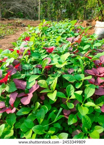 Stunning close-up of small green and purple red hybrid spinach plants cultivated on red soil ultrahd hi-res jpg stock image photo picture selective focus vertical background top or aerial ankle view 