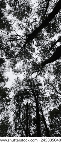 pine forest canopy in the morning