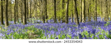 Bluebell carpet in the woods. Springtime in United Kingdom -  Royalty-Free Stock Photo #2453354043