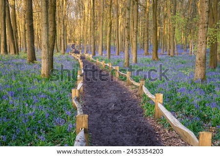 Bluebell carpet in the woods. Springtime in United Kingdom Royalty-Free Stock Photo #2453354203
