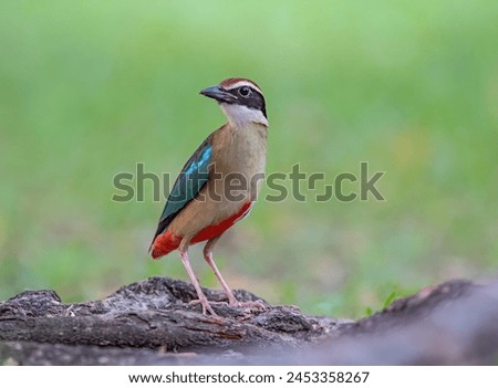 Breautiful bird Fairy Pitta(Pitta nympha) relax on branch in nature.
