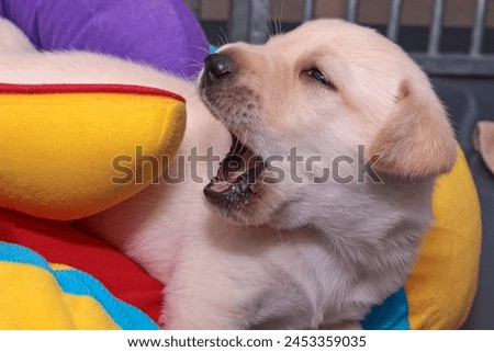 The four-week-old Labrador puppy is playing. He's almost biting into the colorful fabric toy. Royalty-Free Stock Photo #2453359035