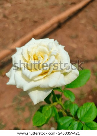 Stunning close-up of light yellow Garden rose isolated blurred soil leafy background Ultrahd hi-res jpg stock image photo picture selective focus vertical background side or straight ankle view 