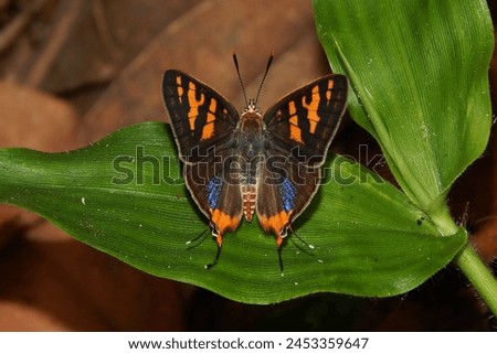 Plumbeous Silverline (Spindasis schistacea) is a butterfly species belonging to the family Lycaenidae, commonly found in various regions of Asia. It typically has a wingspan ranging from 20 to 30 mm