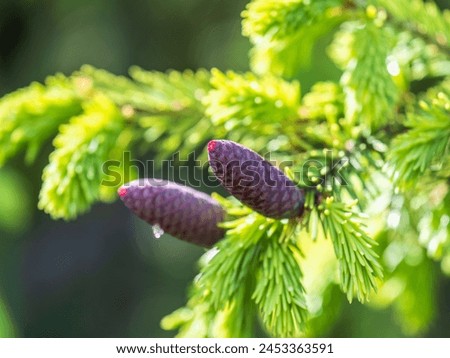 A young female cone of ordinary spruce, it is pink and its scales invitingly open in anticipation of pollen. Young cones of a Blue Spruce. Young fir cone on the fir tree branch in spring. Royalty-Free Stock Photo #2453363591