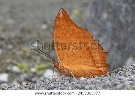 The Yellow Rajah (Charaxes marmax) is a butterfly species belonging to the family Nymphalidae, native to Southeast Asia. It is known for its large size, with a wingspan that can reach up to 120 mm Royalty-Free Stock Photo #2453363977