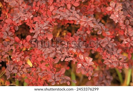 red autumn october leaves nature background of barberry