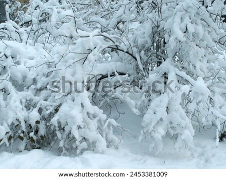 Winter Park. Winter landscape with snow-covered trees