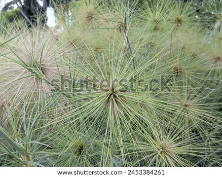 Grass that grows in coastal areas, looks like a hedgehog but is not sharp. Royalty-Free Stock Photo #2453384261