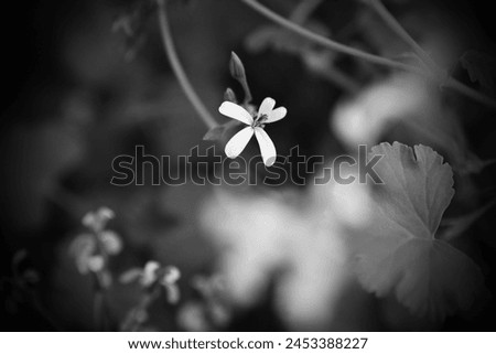 White blooming flower in garden, blurred background for text, black and white photo