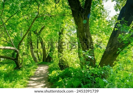 forest path, sunny spring day, ash-leaved maples (Acer negundo L.) Royalty-Free Stock Photo #2453391739