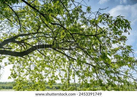tree branches - ash-leaved maple (Acer negundo L.) Royalty-Free Stock Photo #2453391749