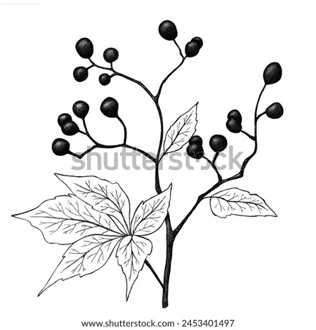 Black monochrome digital sketch botany  clip art on white background 
