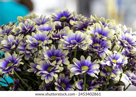 How to make colourful Chrysanthemum flowers, growth in Dutch greenhouse, fresh flowers for shops and auctions world wide delivery, bouquet of Chrysanthemum