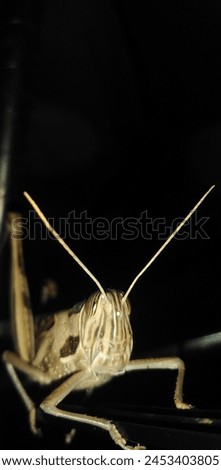 Grasshopper pictures in different postures 