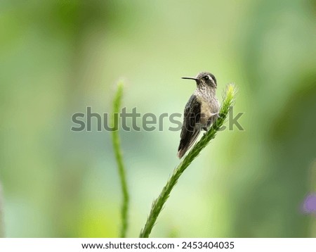 Speckled Hummingbird on plant's stem on green background 