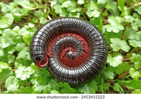 Millipedes coil to defend themselves from predators.Coiling to retain body moisture.Long brown body.Numerous legs along the body.Emits an unpleasant odor of repellant liquid.Millipedes in green grass Royalty-Free Stock Photo #2453415223