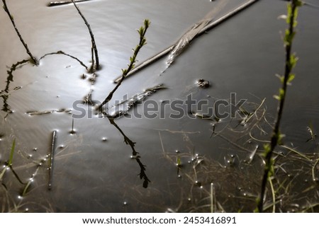 toads swimming in the pond during the mating season, toads in the water at dusk in the lake