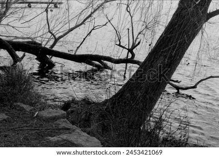 landscape in black and white Royalty-Free Stock Photo #2453421069
