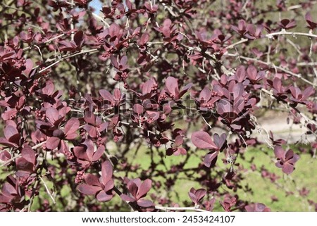 Branch of Japanese barberry (Berberis thunbergii) in spring with brownish red leaves Royalty-Free Stock Photo #2453424107
