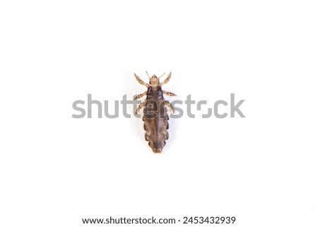 The head louse (Pediculus humanus capitis) isolated on white background