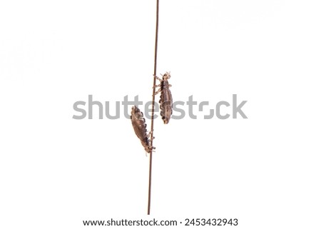 The head louse on human hair isolated on white background