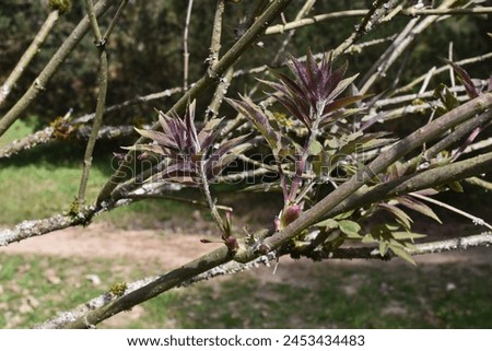 Sambucus racemosa, flourishing brownish red leaves Royalty-Free Stock Photo #2453434483